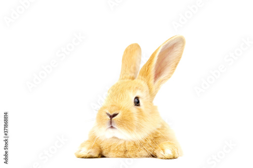 Head of a ginger rabbit on a white background. Decorative hare. Easter concept.