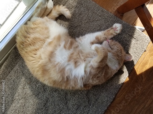 Cat Snoozing on Rug