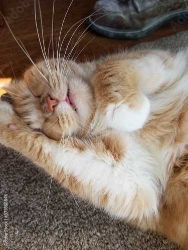 Sleeping Kitty