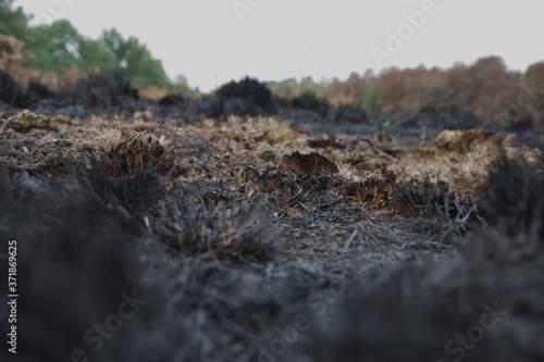 Tufts of burnt black grass after a wild fire