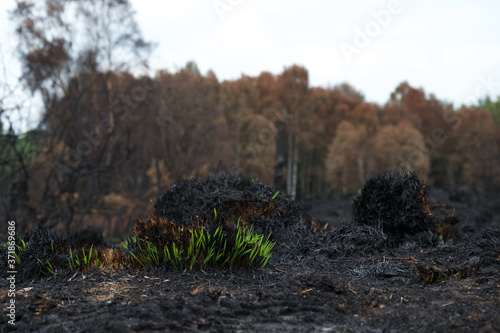 Fotografie Fresh green grass shoots growing on the site of a fire