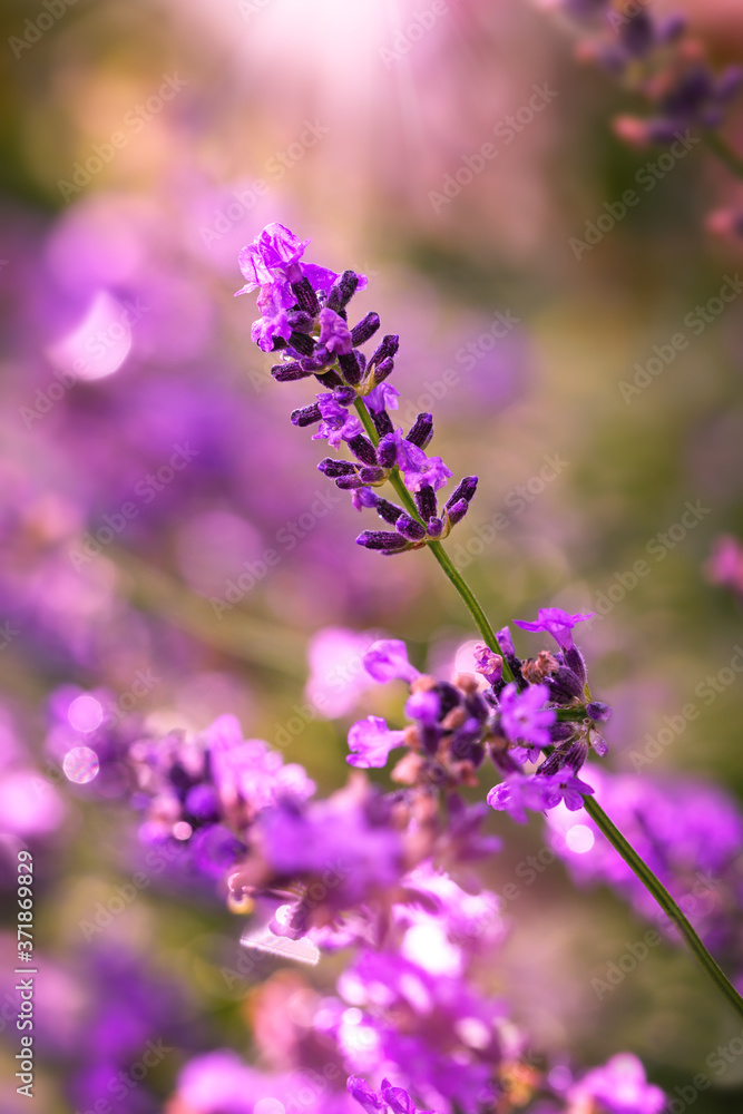 Closeup of Lavender bunch flower