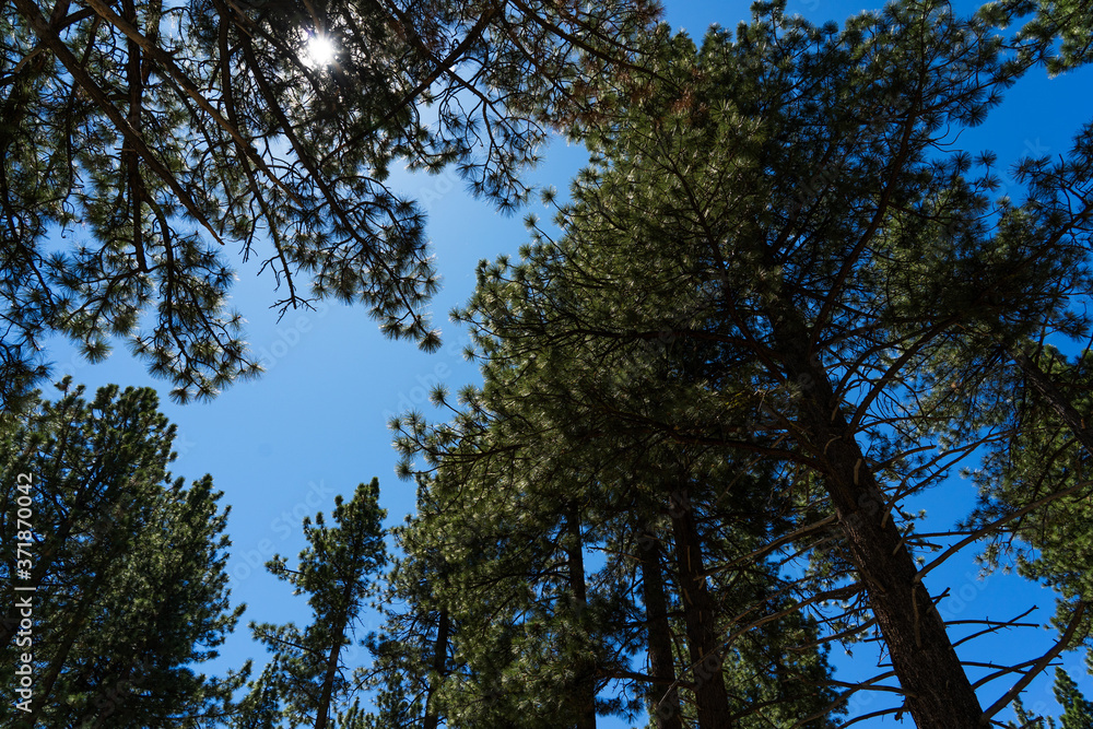 Fototapeta premium morning light through the trees