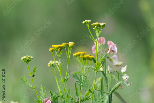 Tender tansy yellow and sweet peas pink flowers in meadow wild field lawn greenery. Natural herbal variety with blurred fresh background