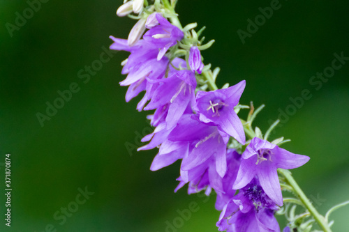 Campanula violet bluebell wild flowers close-up with highly blurred green background. Nature lawn blooming