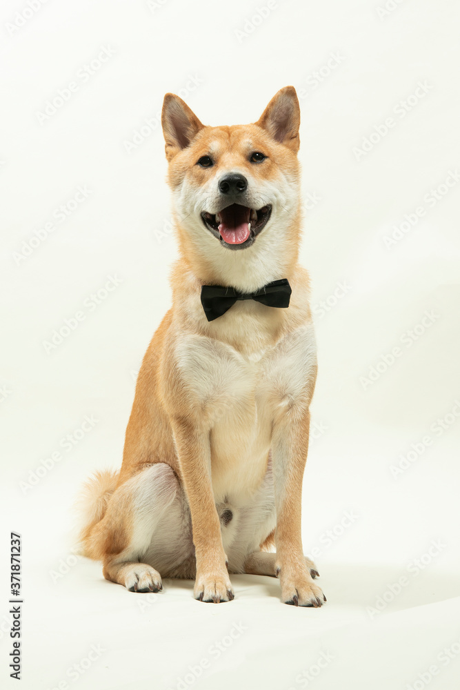 Shiba Inu with Bow Tie - Facing Front
