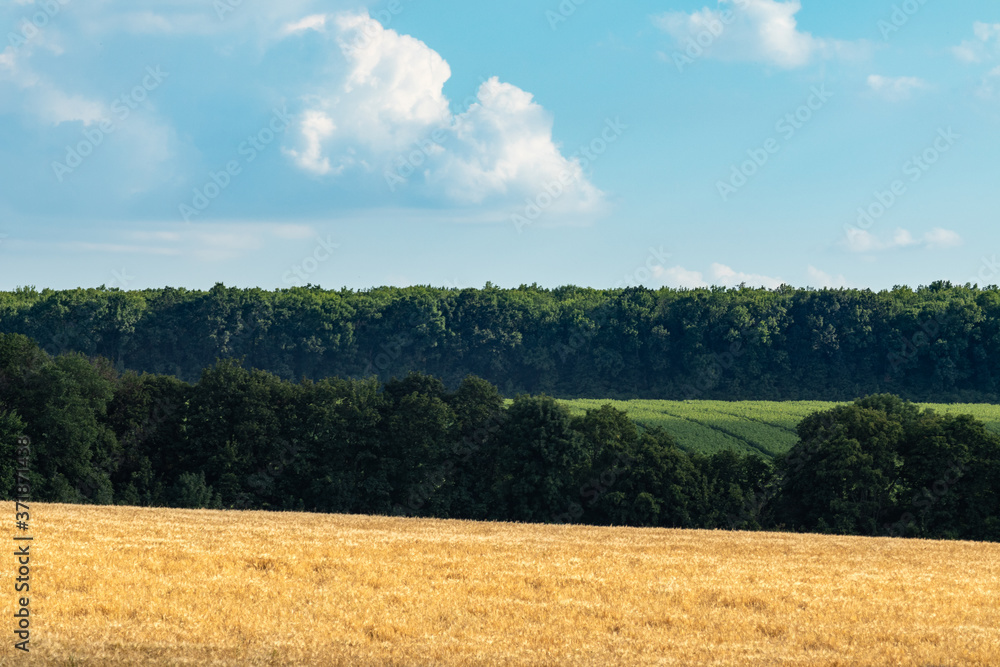 Golden wheat field harvest with clouds on blue sky and green trees in distance. Agriculture crops summer time