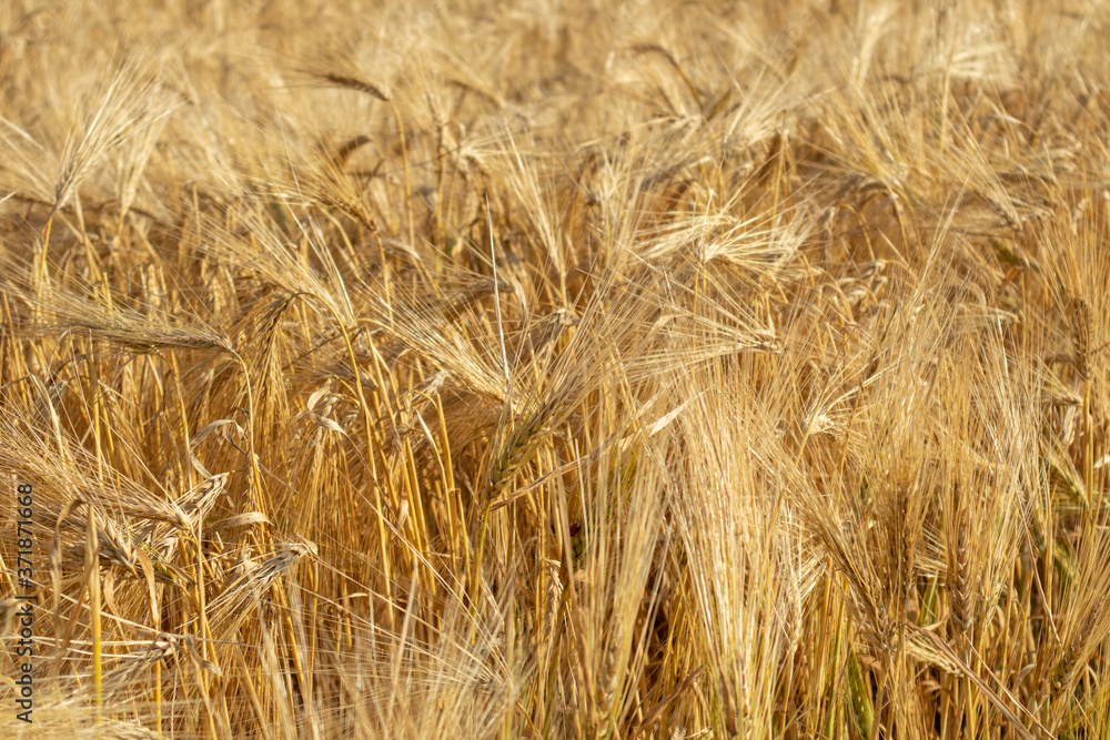 Sunny yellow wheat straws close-up. Yellow grain textured background. Agriculture gathering in crops summer time Sunny yellow wheat straws close-up. Yellow grain textured background. Agriculture gathering in crops summer time