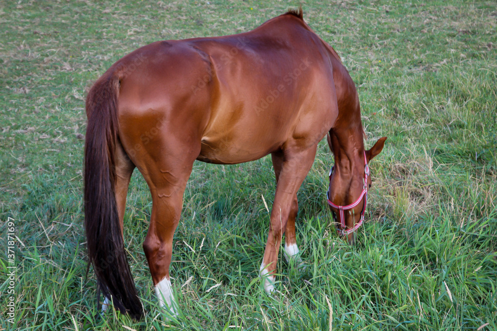 Obraz premium Pferd, Pferde, Hengst auf einer Weide, Koppel beim grasen 