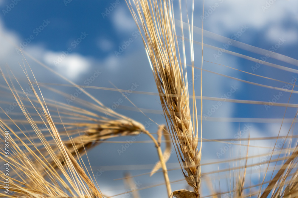 Sunny gold wheat crop straws on epic cloudy blue sky close-up. Agriculture gathering in crops summer time Sunny gold wheat crop straws on epic cloudy blue sky close-up. Agriculture gathering in crops summer time