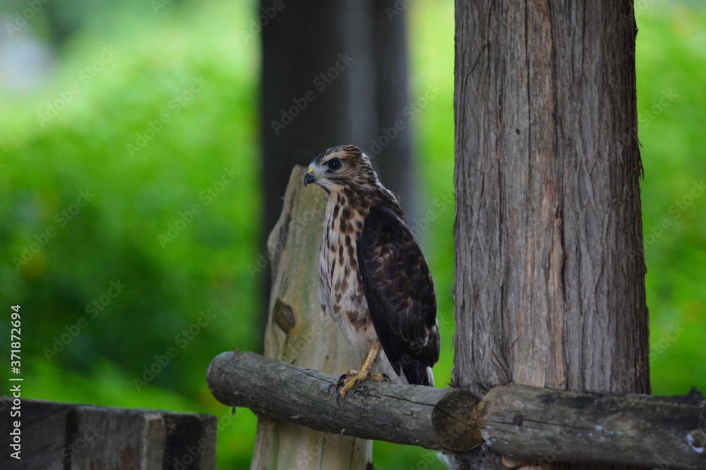 Fledgling Broad-winged hawk baby sits perched on fence rail at forest edge