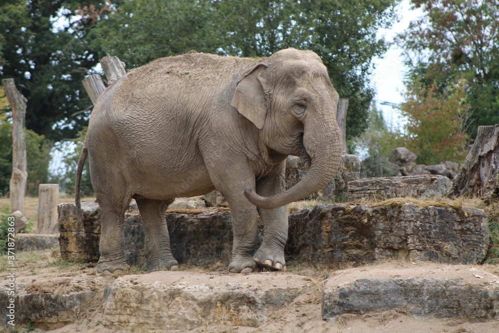 Naklejka premium Un éléphant !