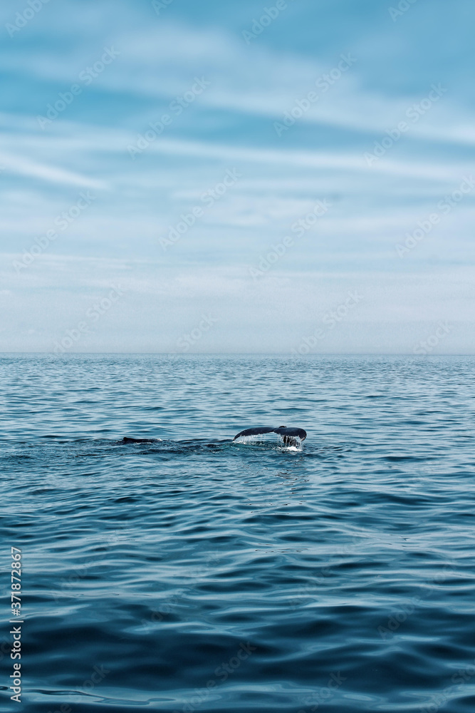 Fototapeta premium whales in the open ocean 