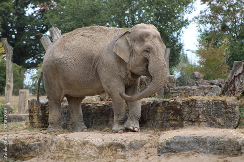Un éléphant ! © Louis
