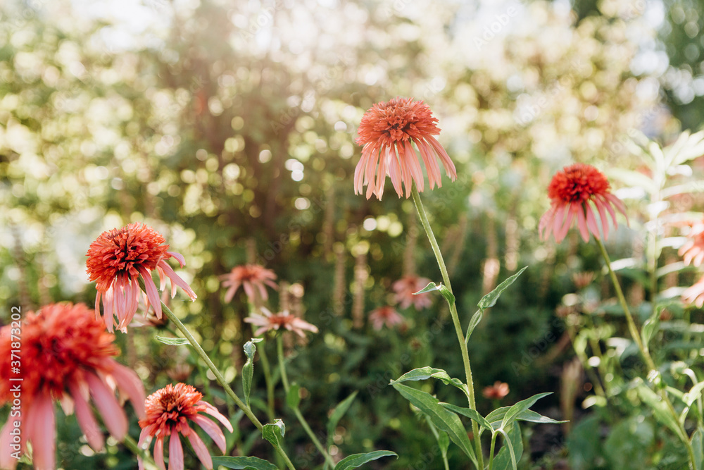 pink wildflowers meadows dropped petals drought pink wildflowers meadows dropped petals drought