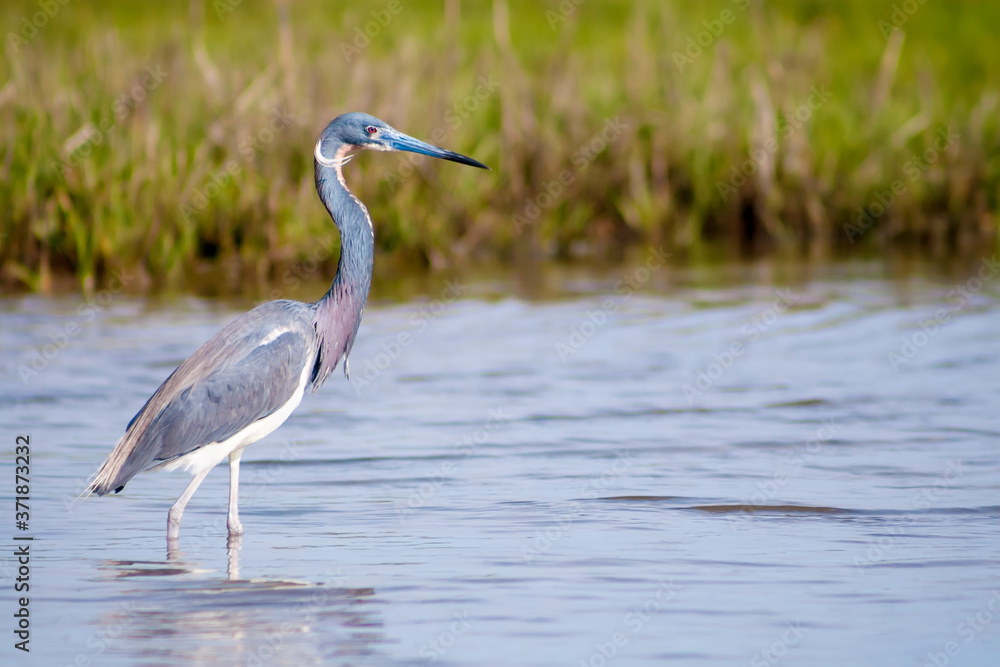 Naklejka premium A Tricolored Heron (Egretta tricolor), also known as a Louisiana Heron, standing in salt marsh wetlands at Assateague Island National Seashore, Maryland