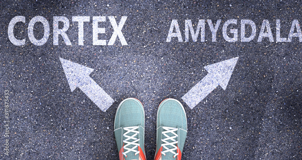 Cortex and amygdala as different choices in life - pictured as words Cortex, amygdala on a road to symbolize making decision and picking either Cortex or amygdala as an option, 3d illustration Cortex and amygdala as different choices in life - pictured as words Cortex, amygdala on a road to symbolize making decision and picking either Cortex or amygdala as an option, 3d illustration