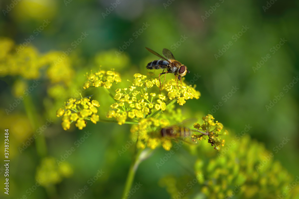Hoverflies, also called flower flies or syrphid flies, make up the insect family Syrphidae. Hoverflies, also called flower flies or syrphid flies, make up the insect family Syrphidae.