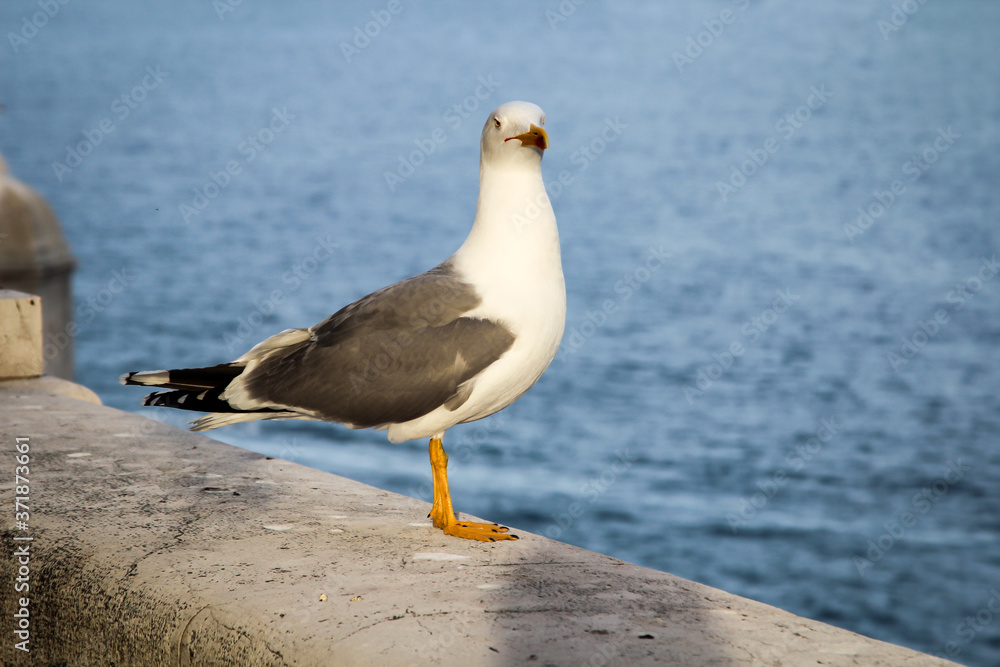 Nahaufnahme einer Möwe die auf einer Mauer in der Nähe des Meer sitzt.
Nahaufnahme einer Möwe die auf einer Mauer in der Nähe des Meer sitzt.