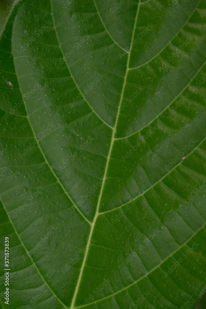 Close up Green Leaf Background Photography with copy space Close up Green Leaf Background Photography with copy space