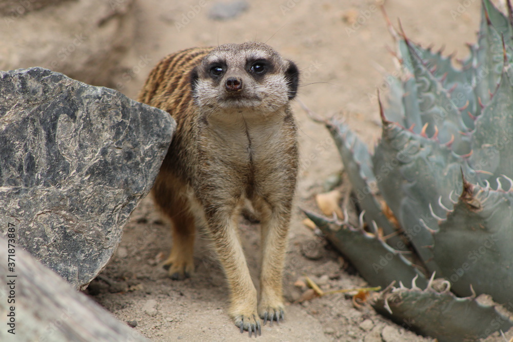 Fototapeta premium Suricate 