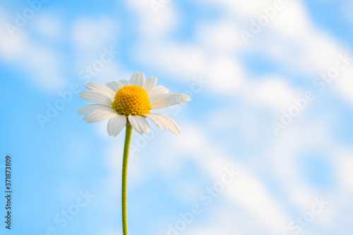 Flower of chamomile against a blue sky