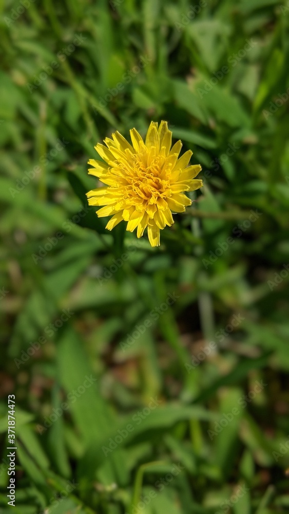 yellow dandelion flower yellow dandelion flower