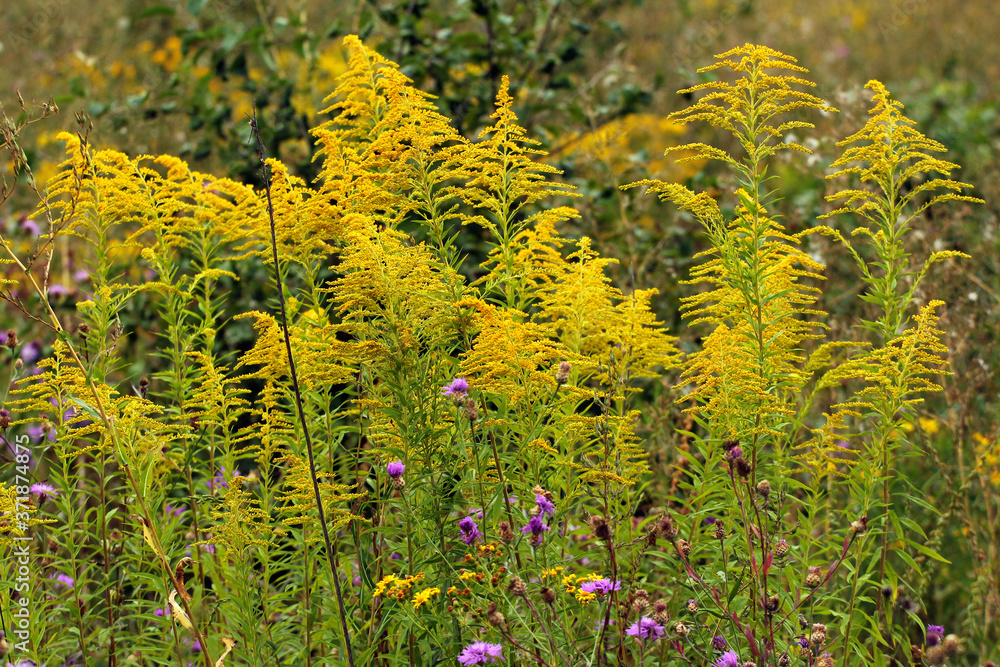 Obraz premium Yellow flowers of Solidago, or goldenrods
