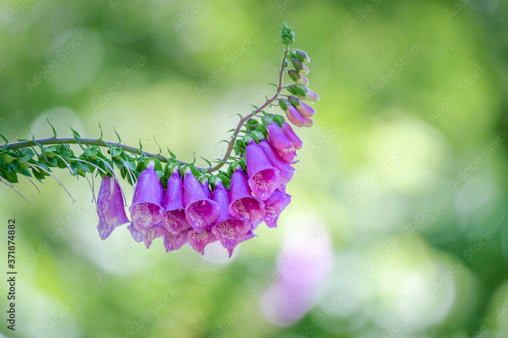 60 Best キツネノテブクロ Images Stock Photos Vectors Adobe Stock