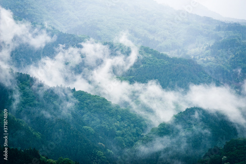 靄が立ち込める奥深い杉山 © jyugem
