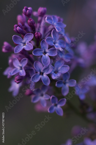 close up of a purple flower © Roman