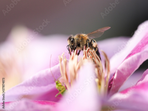 The bee pollinates the flowers. The bee gather honey
