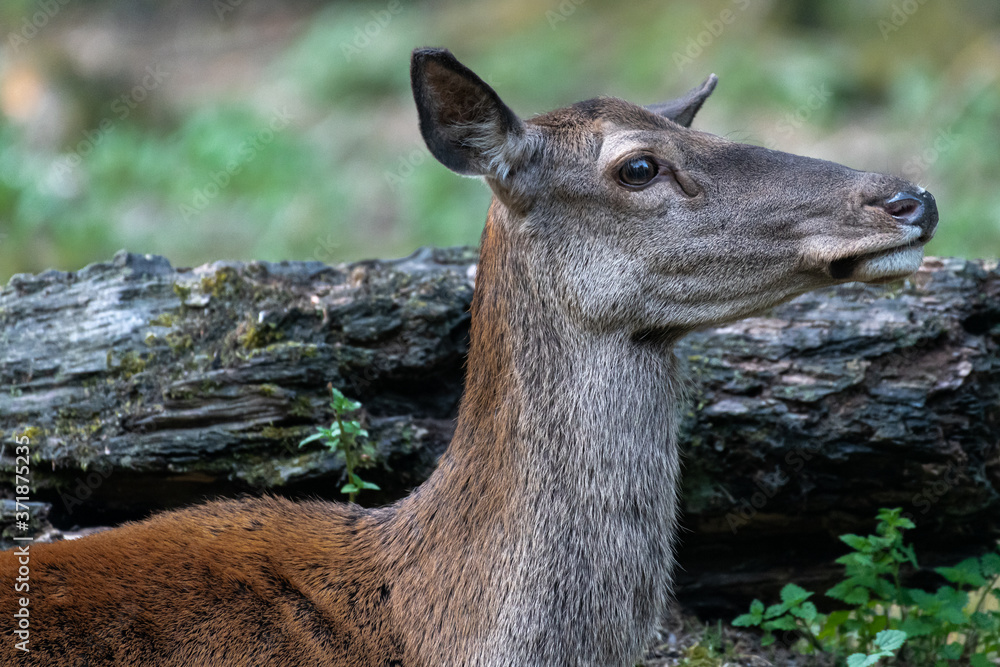 Female Red Deer (Cervus elaphus) Female Red Deer (Cervus elaphus)