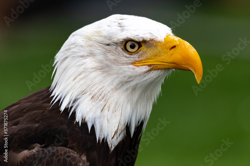 Portrait of a Bald Eagle (Haliaeetus leucocephalus)