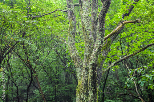 山奥の森林に生える苔むした樹木 © jyugem