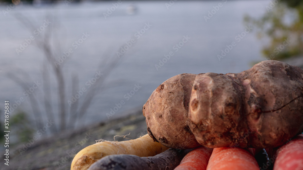 Close up photo of carrots and jerusalem artichokes on a green plate in various colors and sizes. Concept photo for local and sustainable farm produce. Close up photo of carrots and jerusalem artichokes on a green plate in various colors and sizes. Concept photo for local and sustainable farm produce.