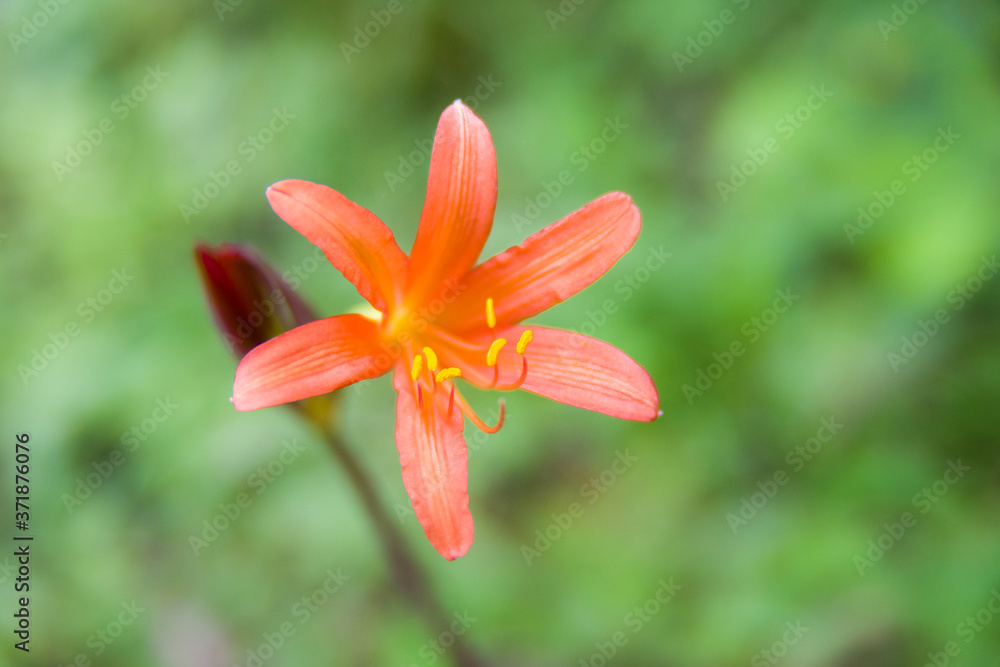 Fototapeta premium キツネノカミソリの花