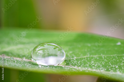 ビヨウヤナギの葉の上にできた丸い水滴