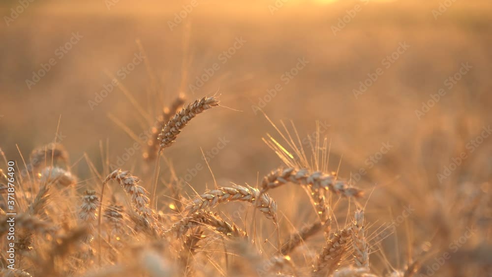 Dolly shot. Dry golden wheat field. Ears of ripe wheat. Sunset. Dolly shot. Dry golden wheat field. Ears of ripe wheat. Sunset.