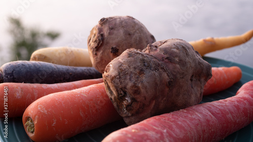 Close up photo of carrots and jerusalem artichokes on a green plate in various colors and sizes. Concept photo for local and sustainable farm produce.