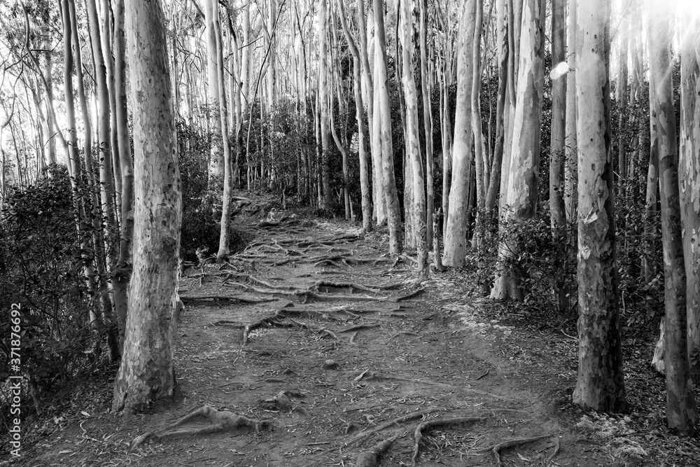 Naklejka premium A black and white image of a trail through a eucalyptus forest on Oahu, Hawaii.