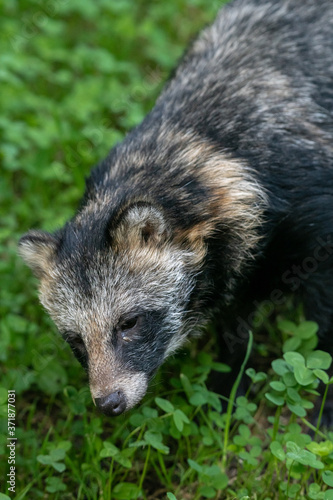 Raccoon Dog or Mangut  Nyctereutes procyonoides 