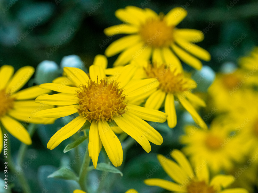 Fototapeta premium Bright Yellow Flowers