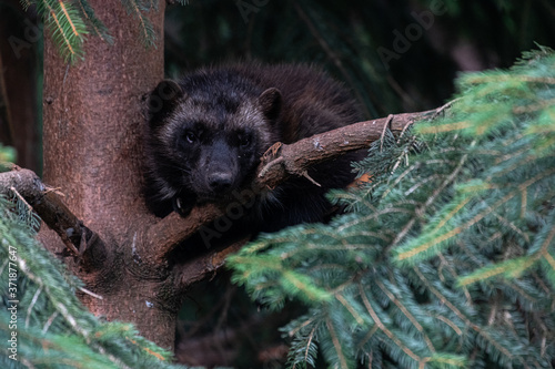 Wolverine or Skunk Bear (Gulo gulo) photo