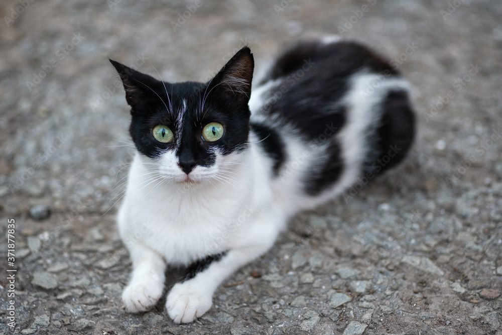Portrait of a black and white cat, lying on the gray asphalt and looking intently at the camera