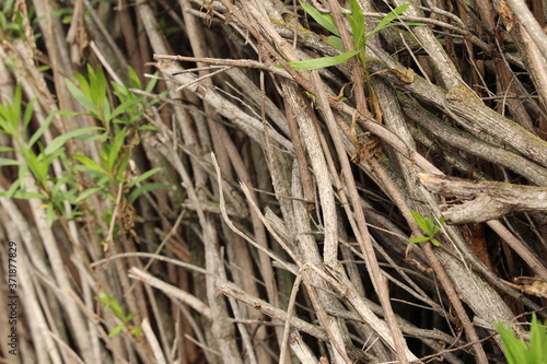 close up of tree branches