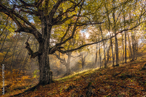 Autumn beech forest with a light haze, sun rays and a gnarled tree in the foreground