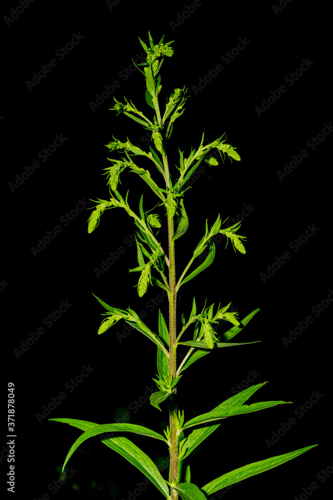 Fototapeta premium gemeiner Beifuß