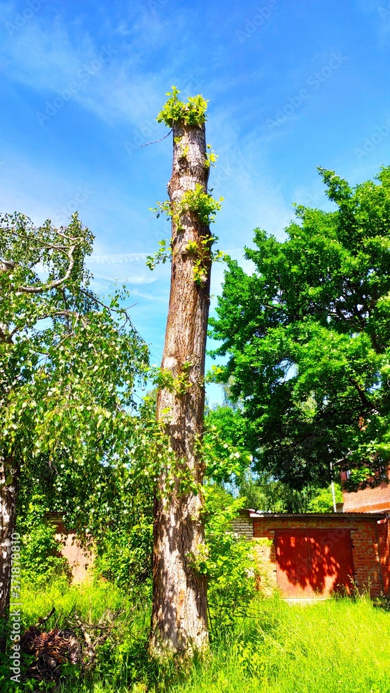 Fototapeta premium trees in the park
