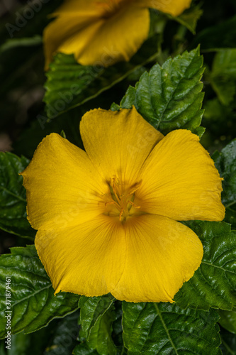 Flower of Yellow Alder (Turnera ulmifolia)